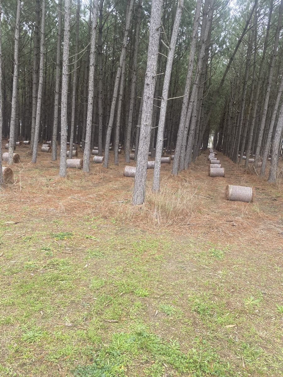 Round bales of pine straw sitting in the lanes of a planted pine stand