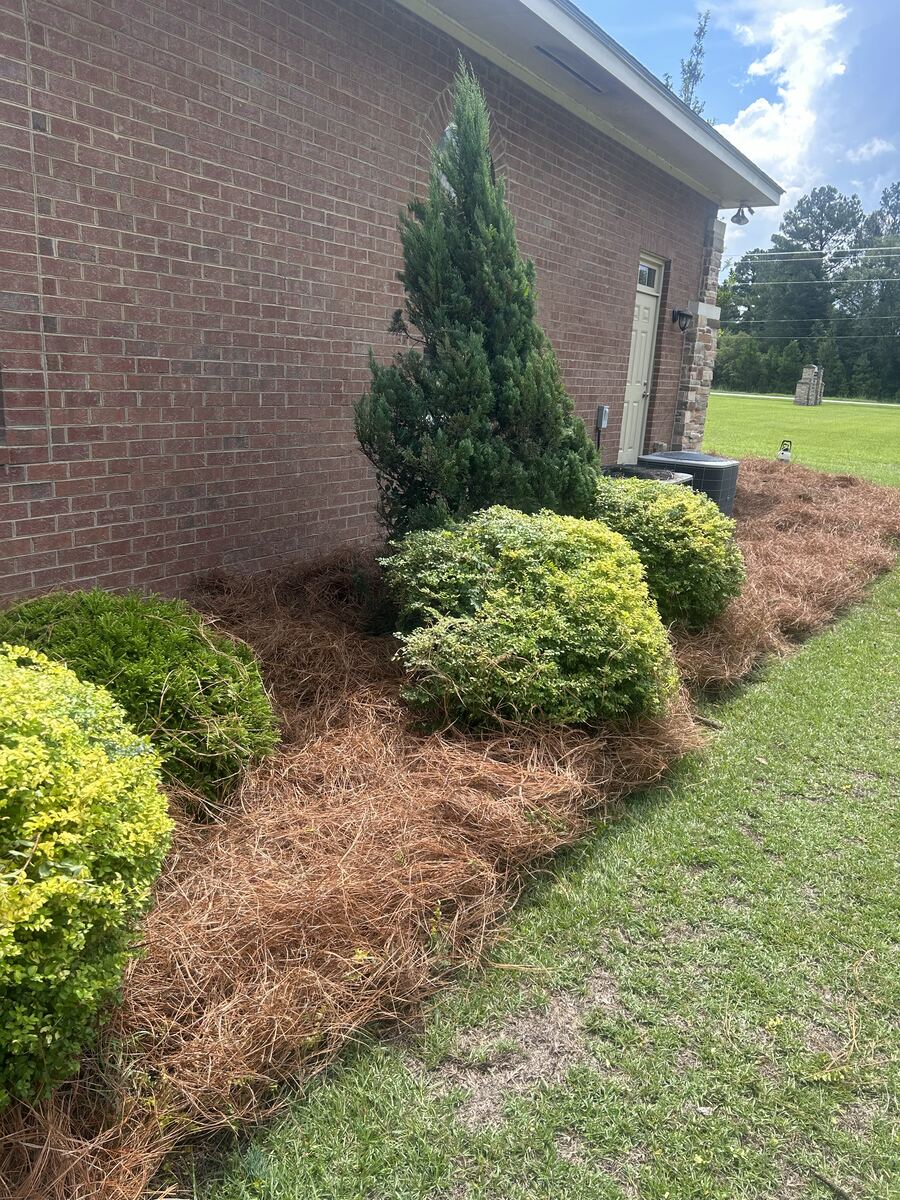 Close view of a bed of fresh pine straw around gold and green shrubs