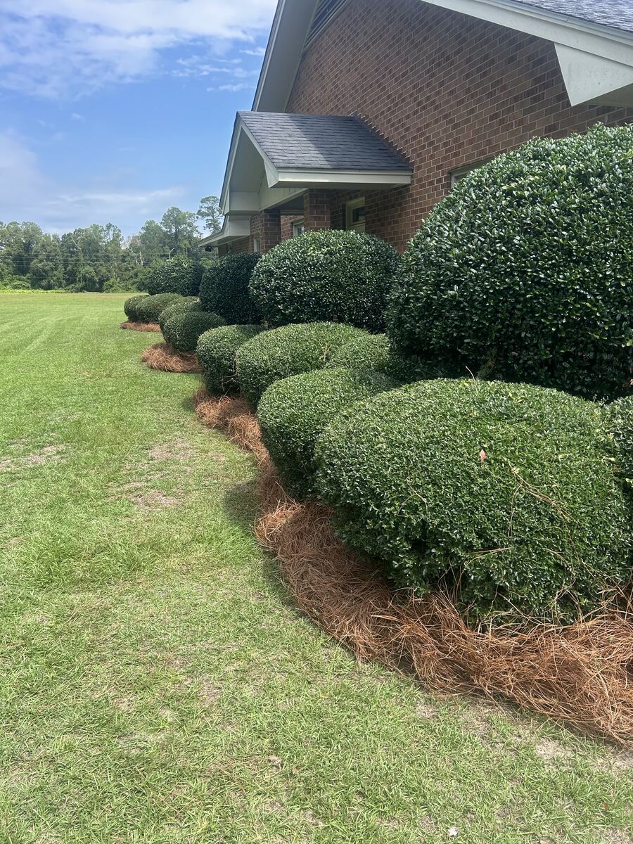 A long run of trimmed hedges with fresh pine straw beneath them