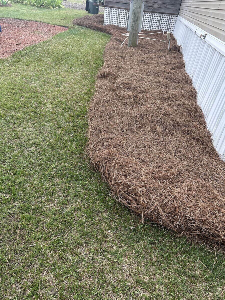 A deep even bed of fresh pine straw along the side of a house with white siding