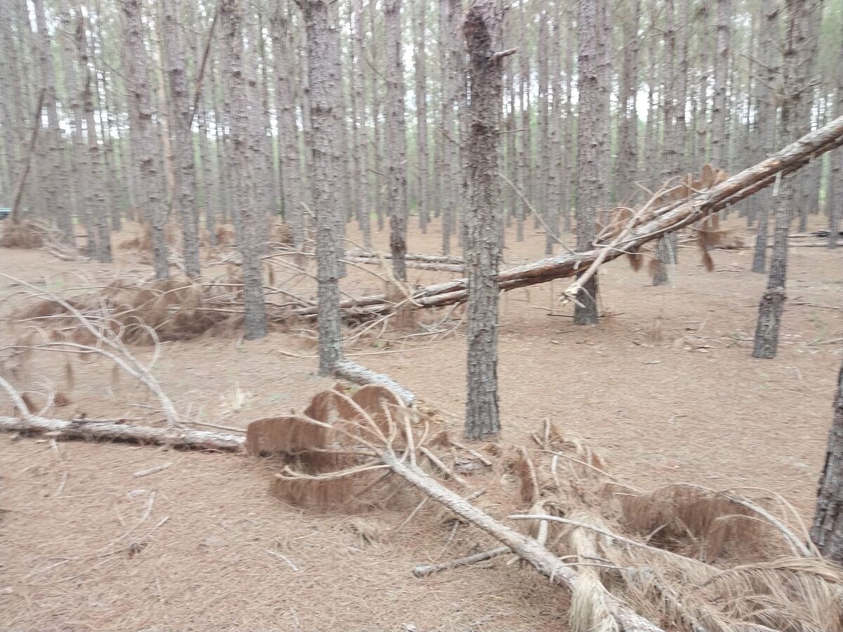 A pine stand with long windrows of raked needles lying between the trunks, and cut limbs on the ground