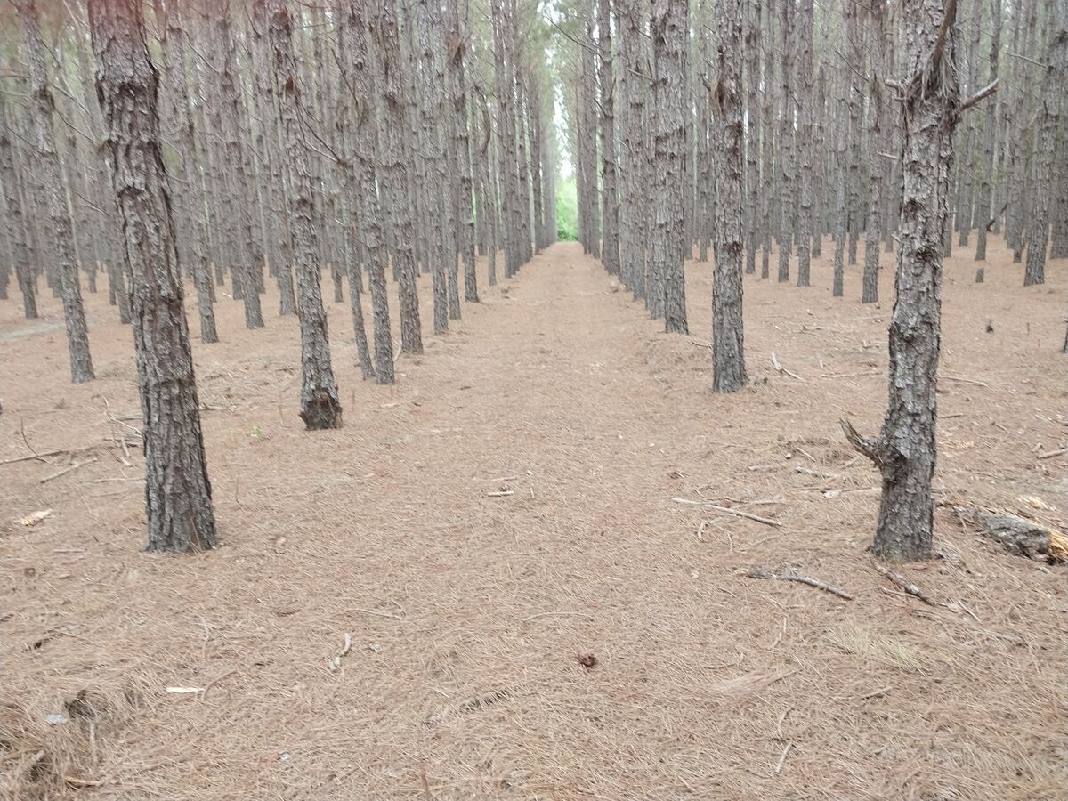 Rows of planted pine trunks running away into the distance over a floor of fallen brown needles