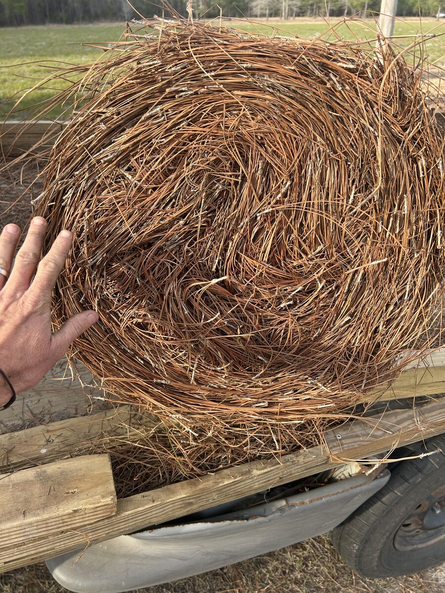 A hand resting on the end of a round bale of pine straw on a trailer, showing how big it is