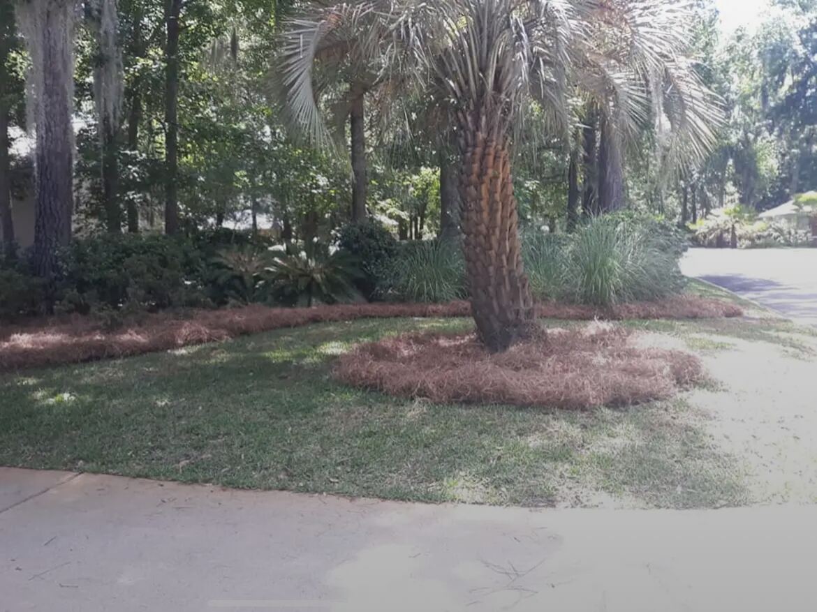 A ring of pine straw spread around the base of a palm standing in a lawn