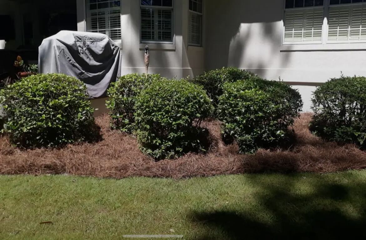 A row of clipped round shrubs along the front of a house, standing in a wide bed of pine straw