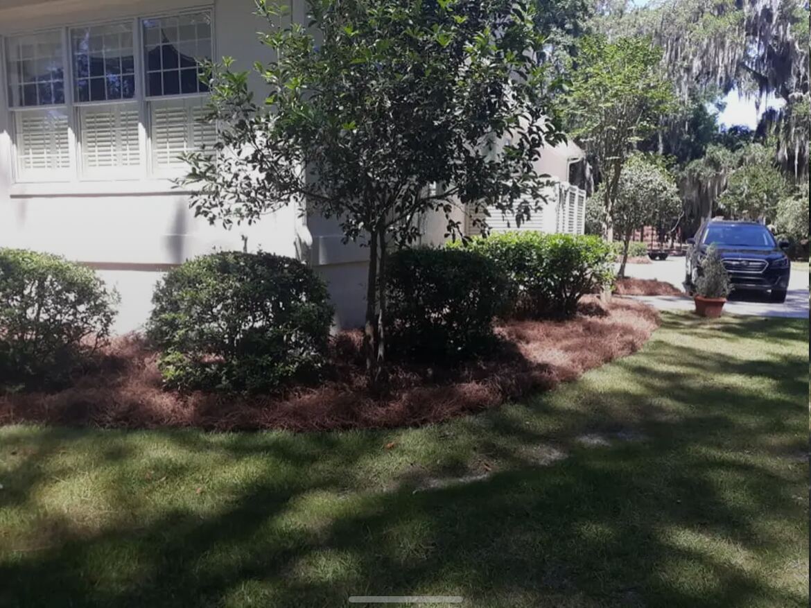 The corner of a house where the pine straw bed curves out into the lawn in one long line