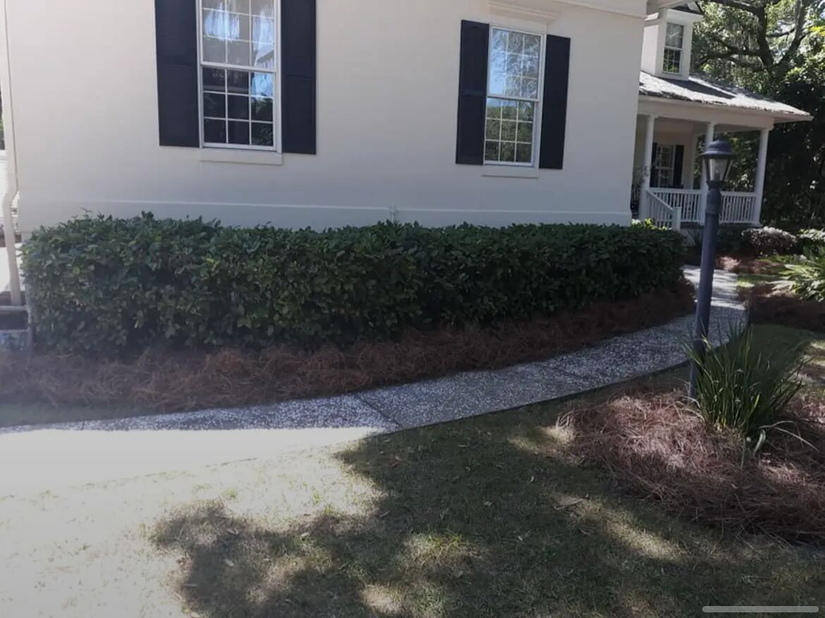 A clipped hedge against a house with a narrow band of pine straw between the hedge and a concrete walk